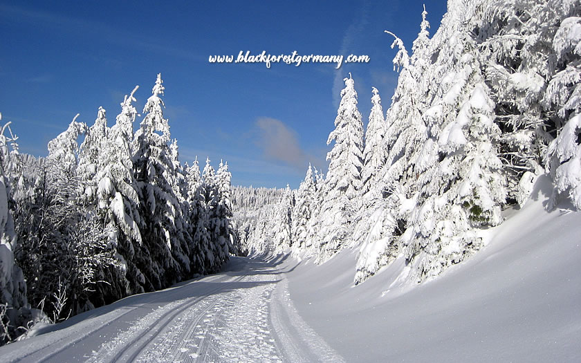 Cross-country skiing in the Black Forest